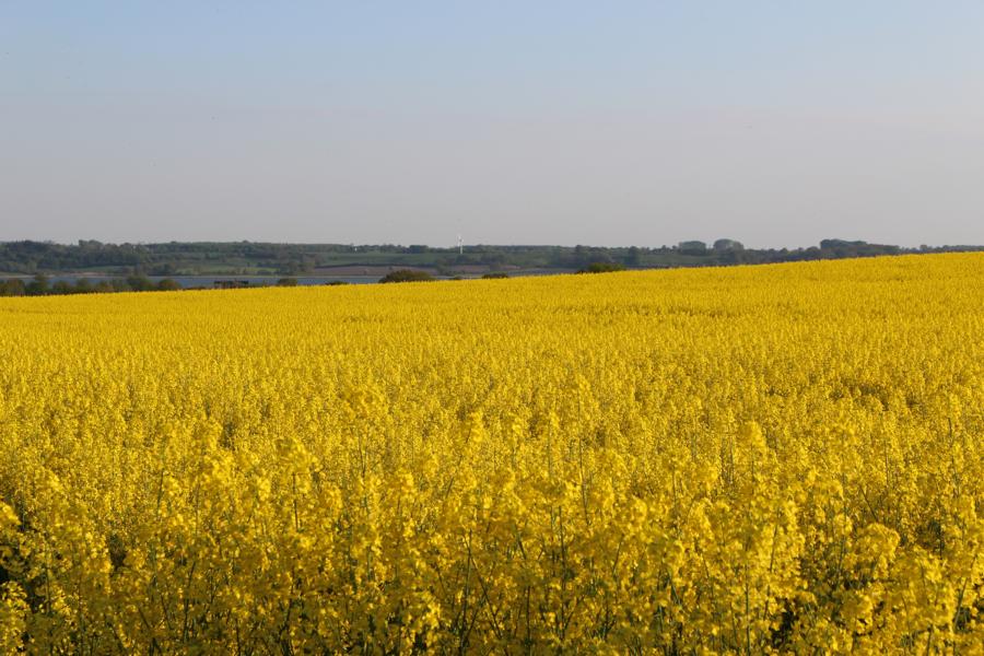 Rapsbl&uumlte in der Schleiregion
